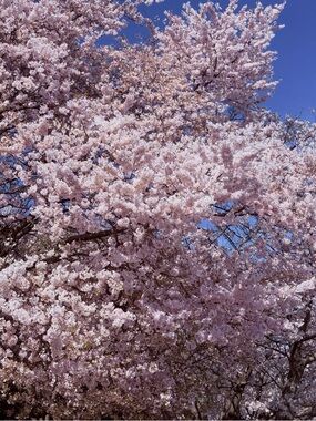 Yoga Pack Crew Socks in Light Gray and Headband